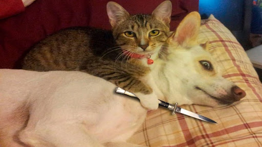 Смешные картинки с котиками. Часть 1, фото 14 Смешные картинки с котиками. Часть 1, фото 14