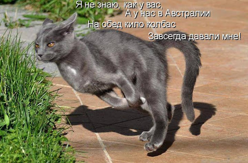 Смешные картинки с котиками. Часть 2, фото 26 Смешные картинки с котиками. Часть 2, фото 26