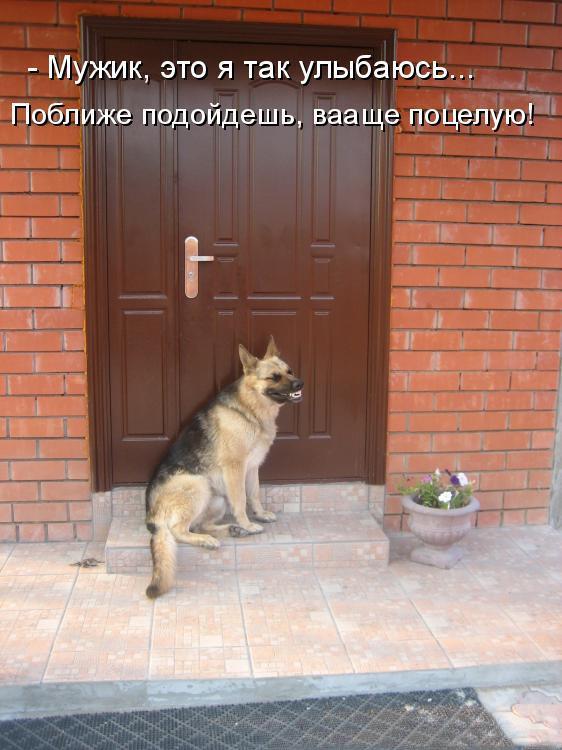 Смешные картинки с собаками!, фото 3 Смешные картинки с собаками!, фото 3