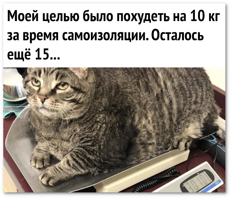 Ржачные картинки о COVID-19, фото 5 Ржачные картинки о COVID-19, фото 5