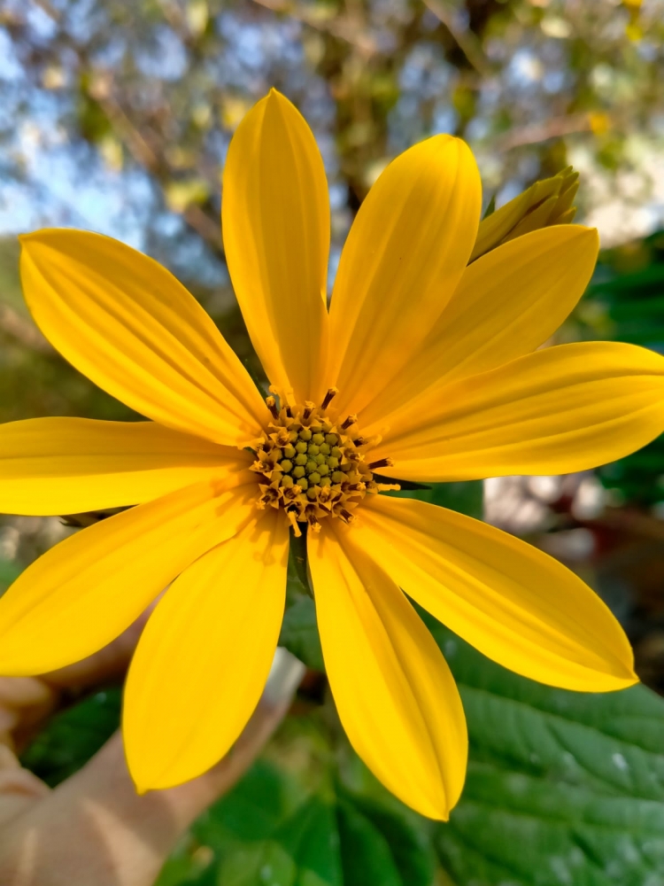 Осенние цветочные краски, фото 1