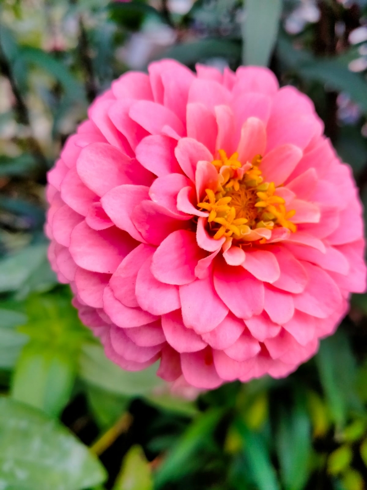 Осенние цветочные краски, фото 2