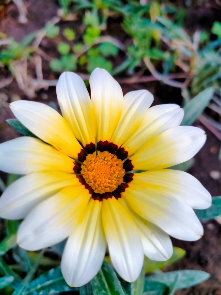 Осенние цветочные краски, фото 3