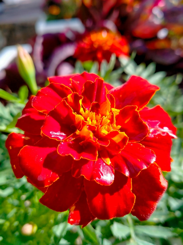 Осенний вальс цветов, фото 7