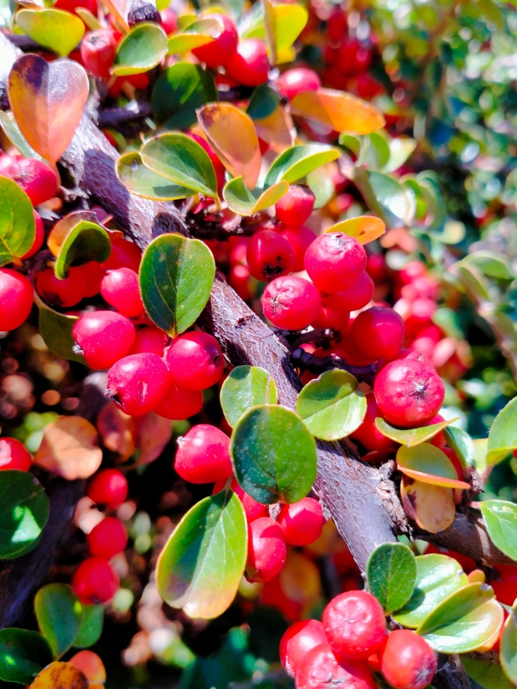 Акварели осени, фото 5