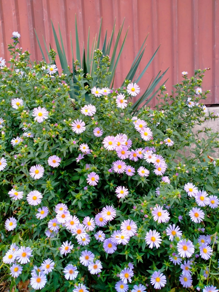 Осенний вальс цветов, фото 5