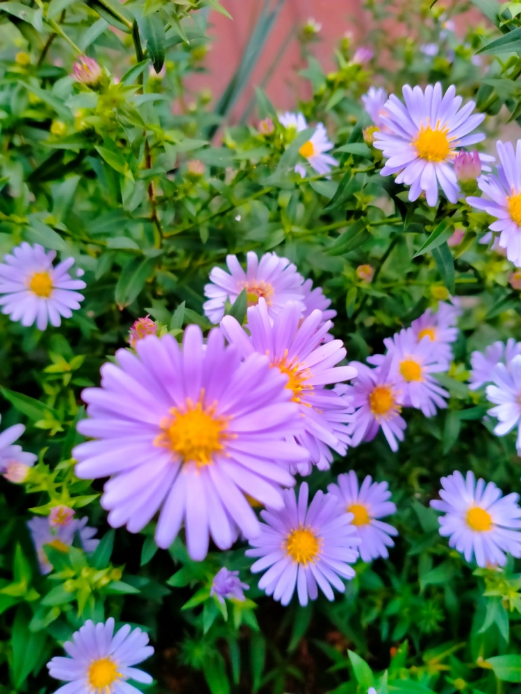 Осенний вальс цветов, фото 4