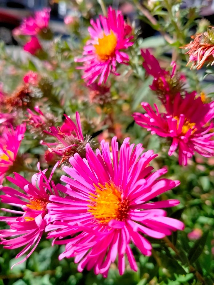 Осенний вальс цветов, фото 6