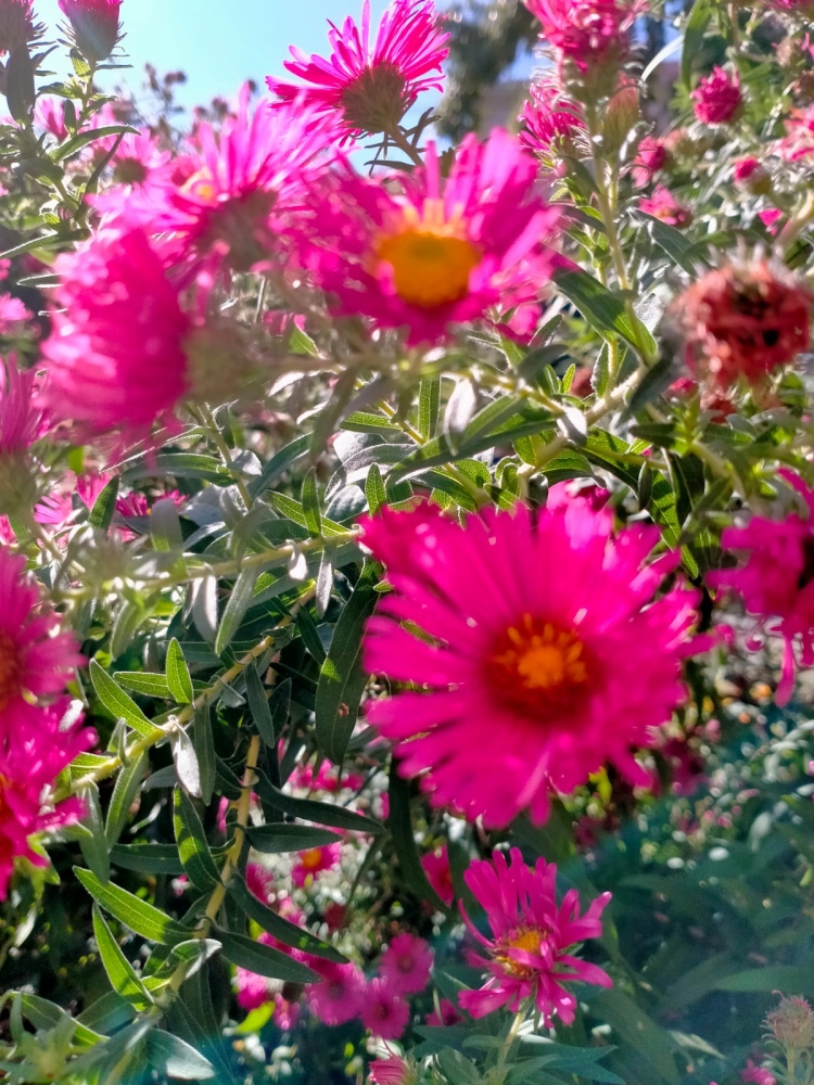 Осенний вальс цветов, фото 3