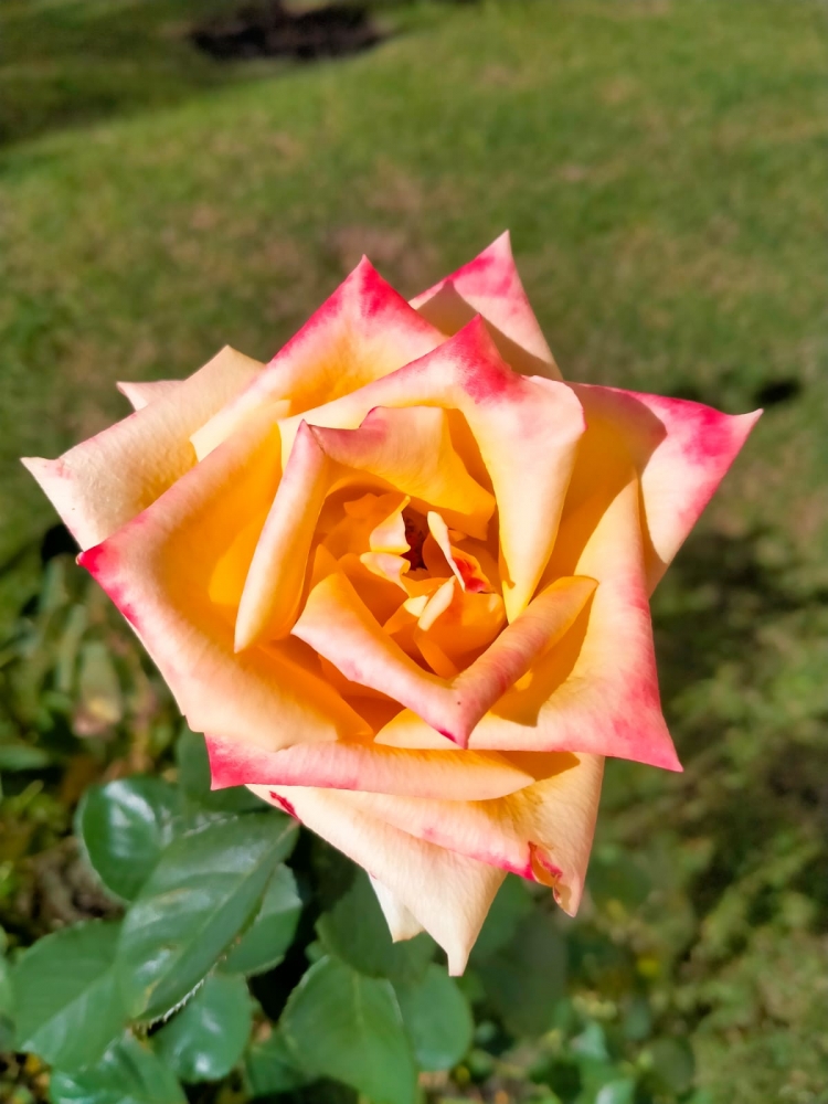 Осенний вальс цветов, фото 2