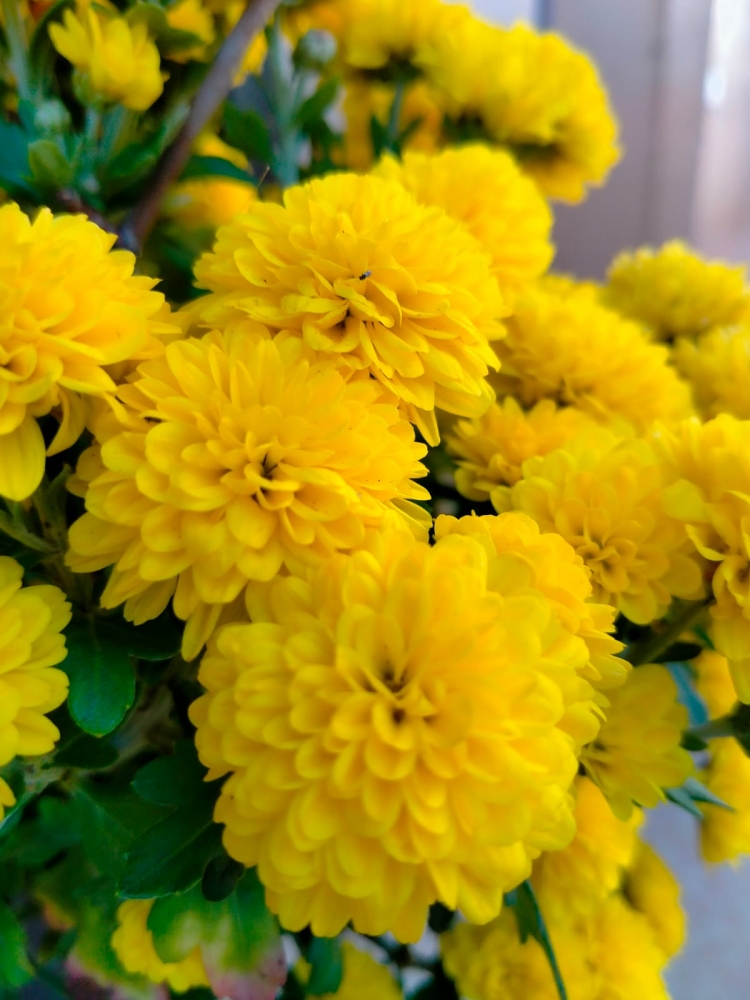 Осенний вальс цветов, фото 1