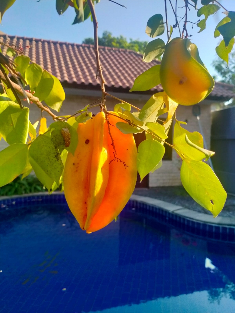 Удивительные растения Бали, фото 6