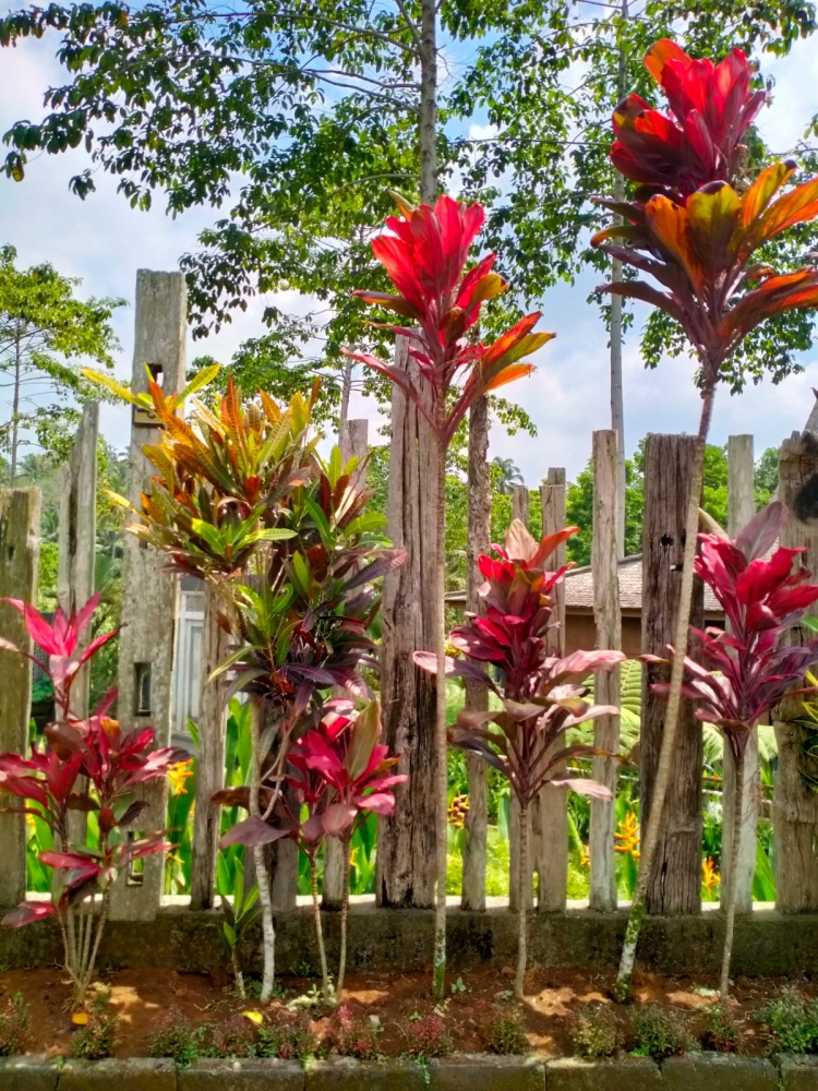 Осень на Бали, фото 1 Осень на Бали, фото 1