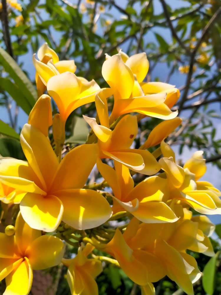 Удивительные растения Бали, фото 4