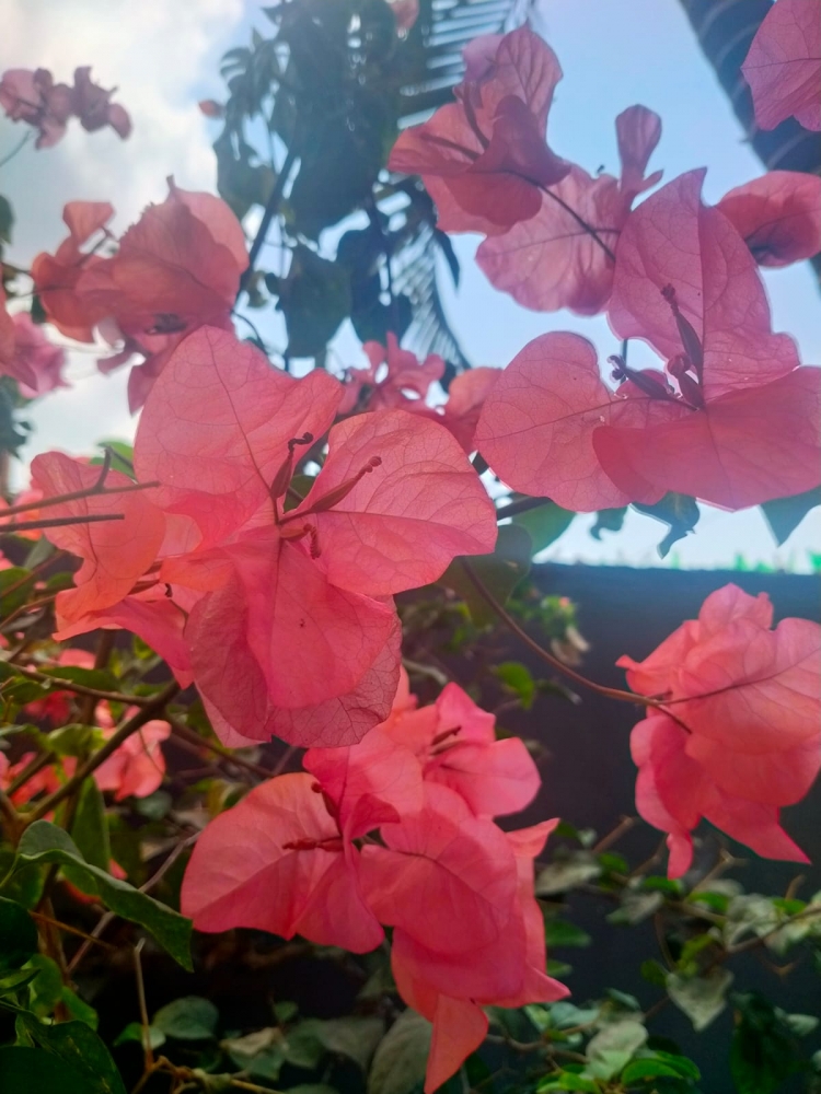 Удивительные растения Бали, фото 3