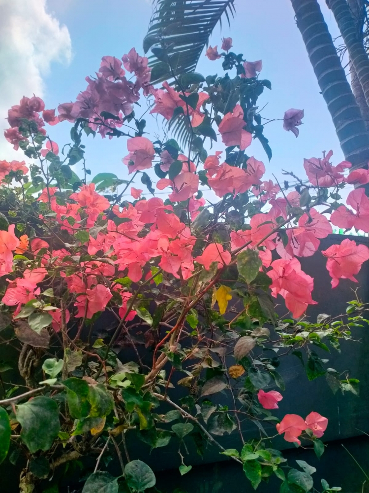 Удивительные растения Бали, фото 1