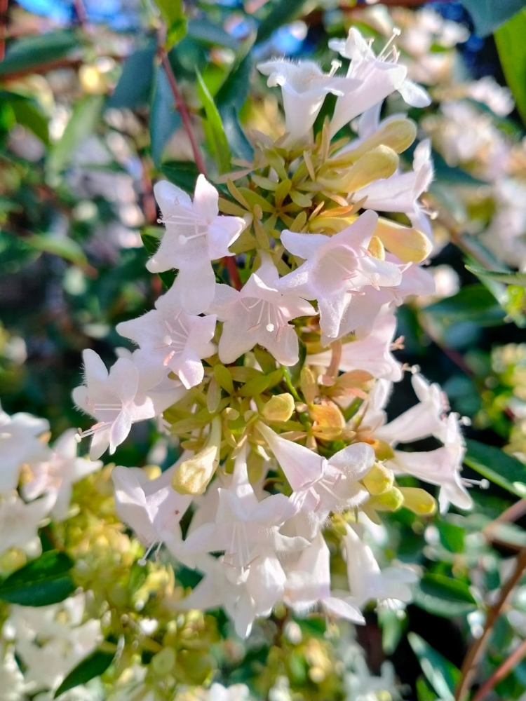 Удивительные цветы, фото 6