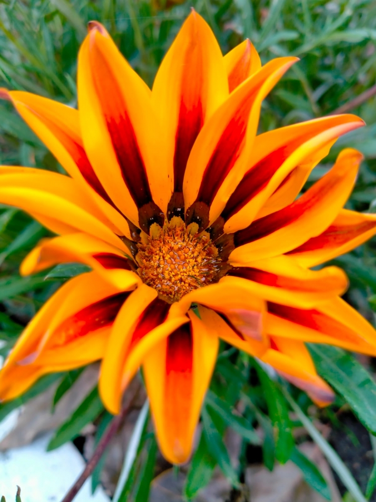 Удивительные цветы, фото 5