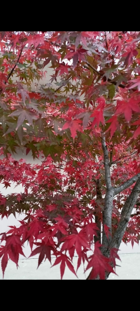 Цветочное настроение, фото 3 Цветочное настроение, фото 3