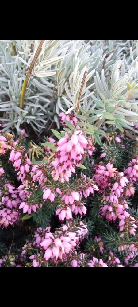 Удивительные цветы, фото 4