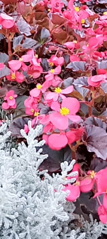 Удивительные цветы, фото 3