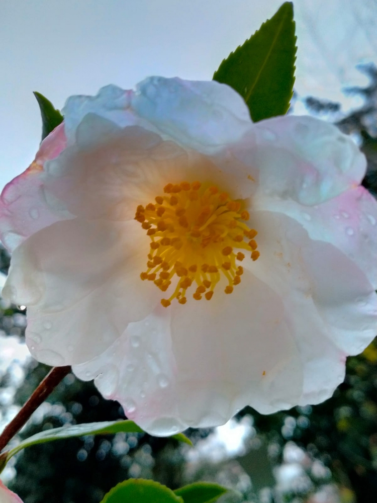 Удивительные цветы, фото 2