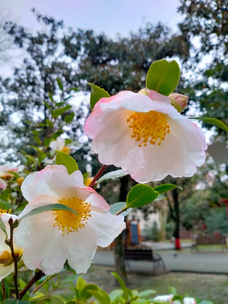 Удивительные цветы, фото 1