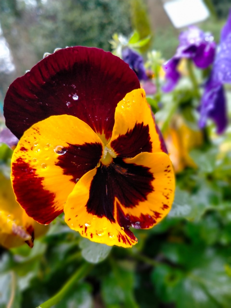 Цветочное настроение, фото 4 Цветочное настроение, фото 4