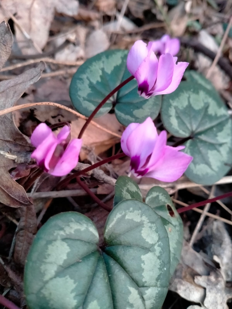 И снова весеннее настроение!, фото 3