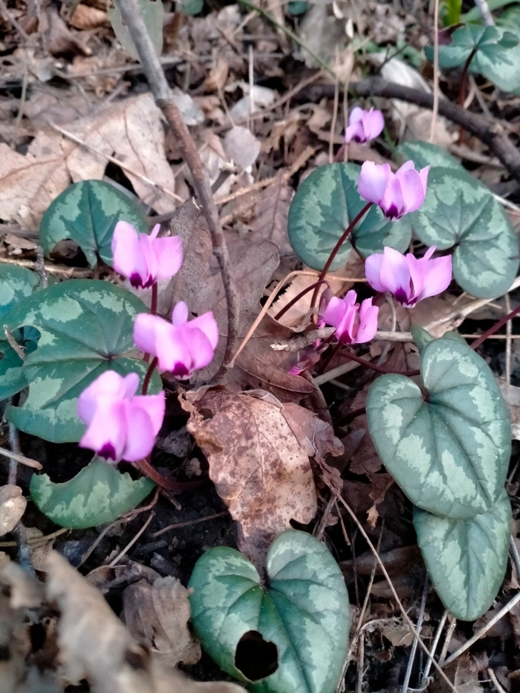 И снова весеннее настроение!, фото 4