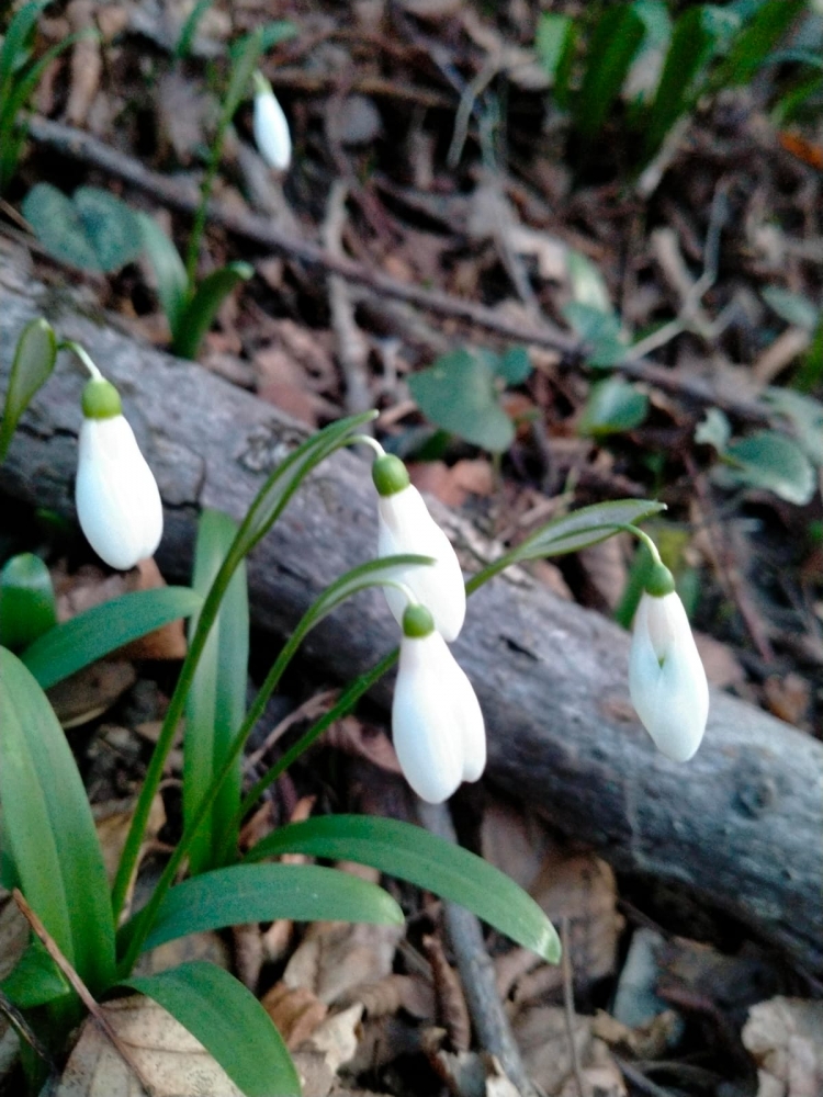 И снова весеннее настроение!, фото 2