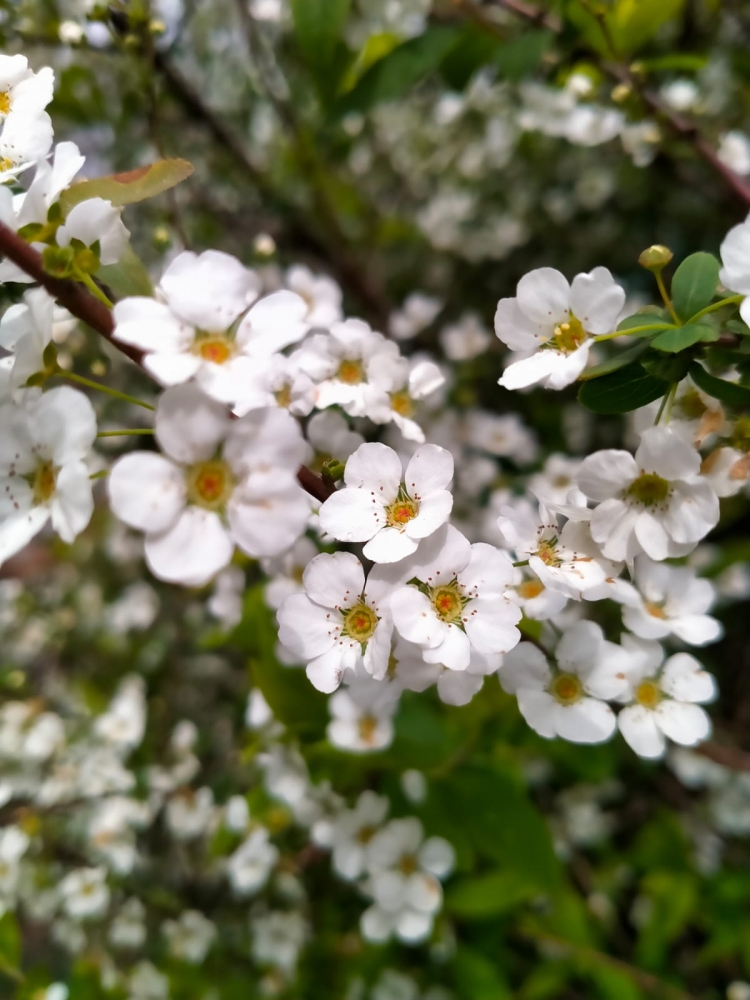 Краски весны, фото 2