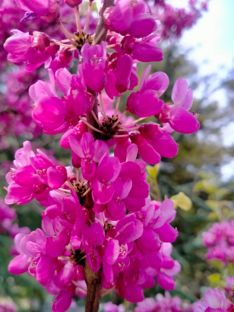 Краски весны, фото 5