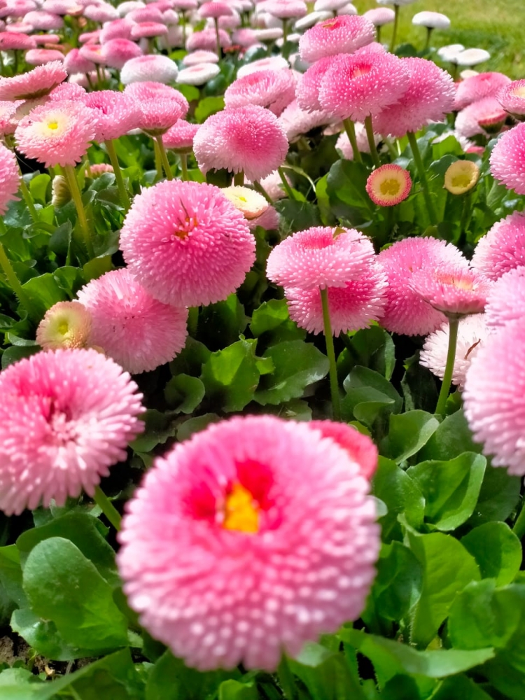 Весна идёт, весне дорогу!, фото 5