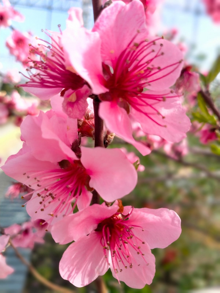 Весна на Бали, фото 1 Весна на Бали, фото 1