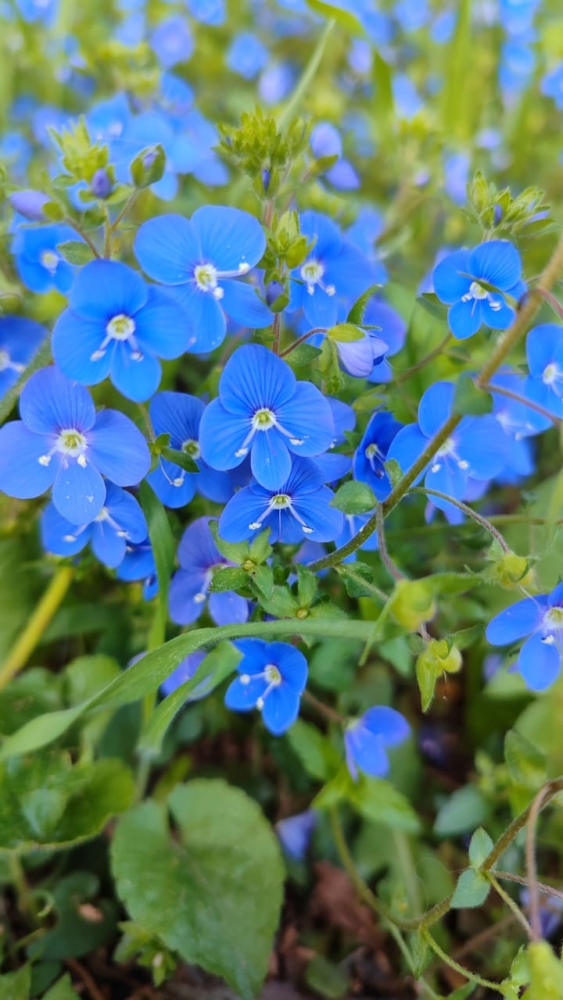 Краски весны, фото 13