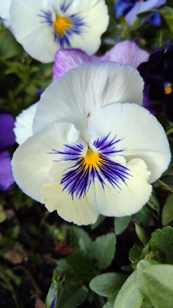 Краски весны, фото 16