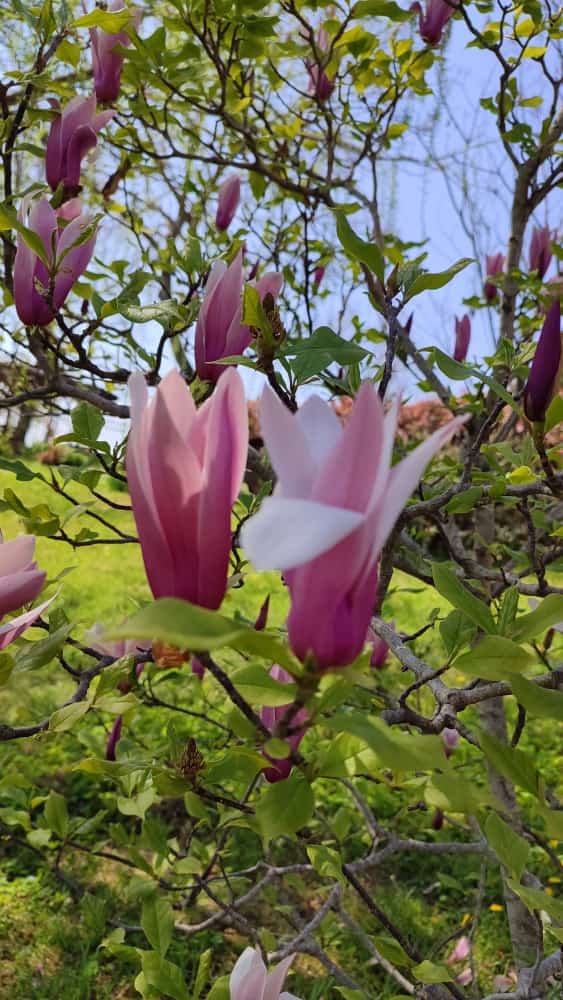 Весна на Бали, фото 5 Весна на Бали, фото 5