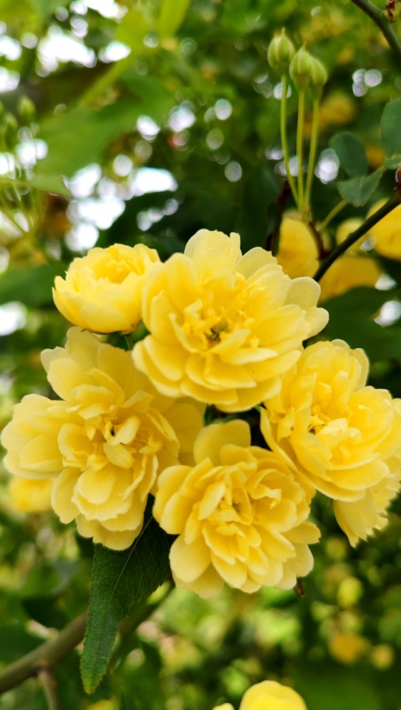 Весна на Бали, фото 12 Весна на Бали, фото 12