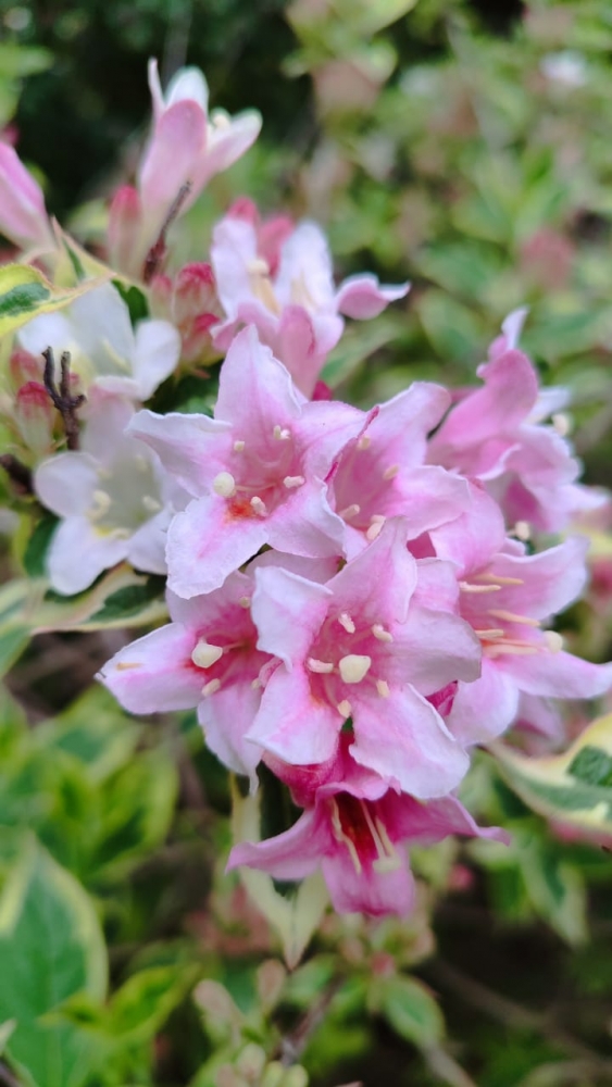 Весна на Бали, фото 3 Весна на Бали, фото 3