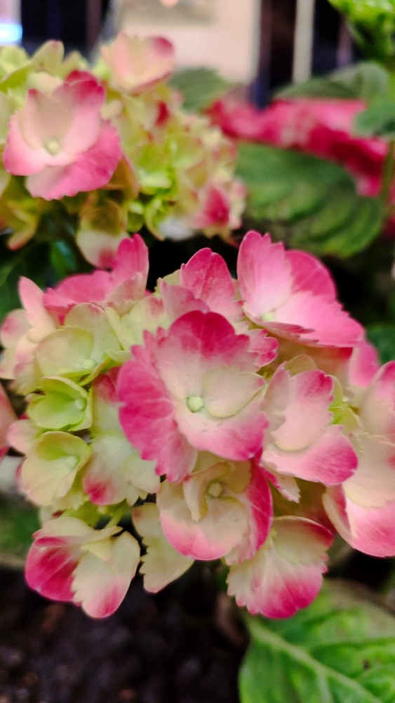 Весна на Бали, фото 7 Весна на Бали, фото 7