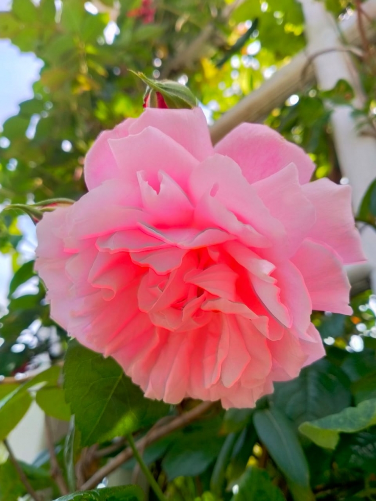 Весна на Бали, фото 8 Весна на Бали, фото 8