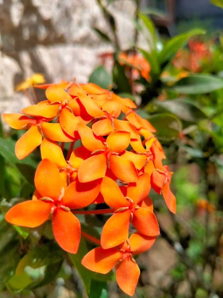 Весна на Бали, фото 10 Весна на Бали, фото 10