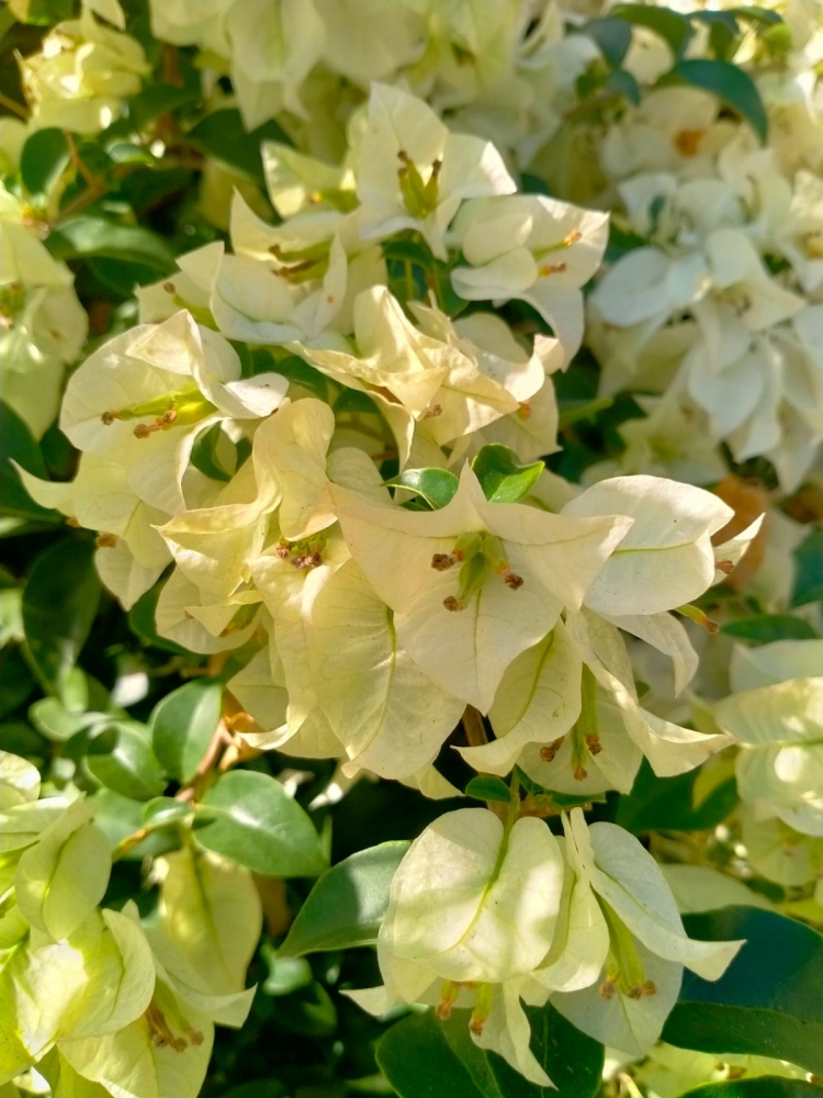 Весна на Бали, фото 11 Весна на Бали, фото 11