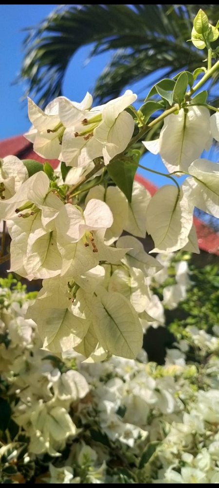 Весна на Бали, фото 13 Весна на Бали, фото 13