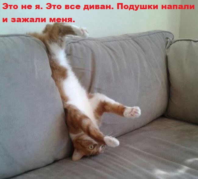 И снова наши братья меньшие!, фото 11 И снова наши братья меньшие!, фото 11
