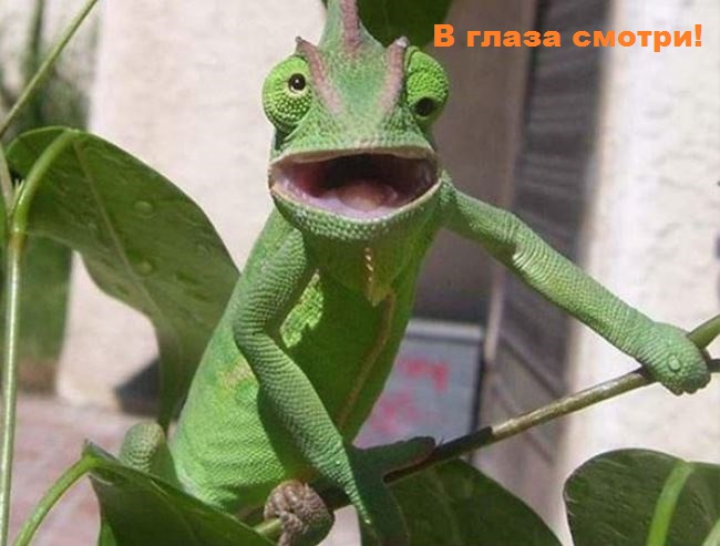 И снова наши братья меньшие!