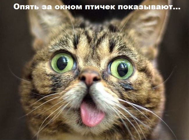 И снова наши братья меньшие!, фото 12 И снова наши братья меньшие!, фото 12