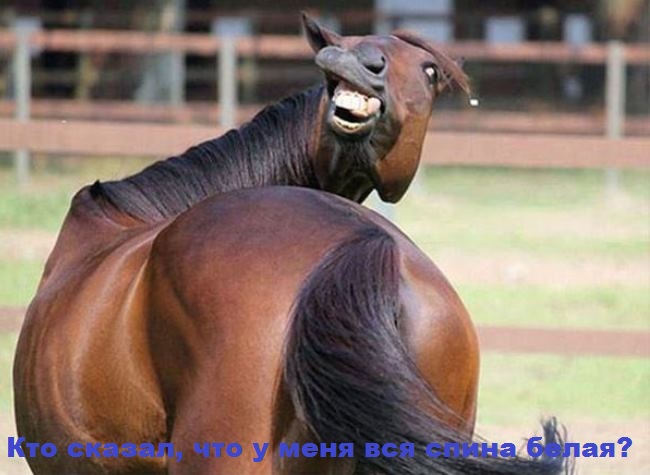 И снова наши братья меньшие!, фото 14 И снова наши братья меньшие!, фото 14