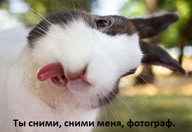 И снова наши братья меньшие!, фото 15 И снова наши братья меньшие!, фото 15